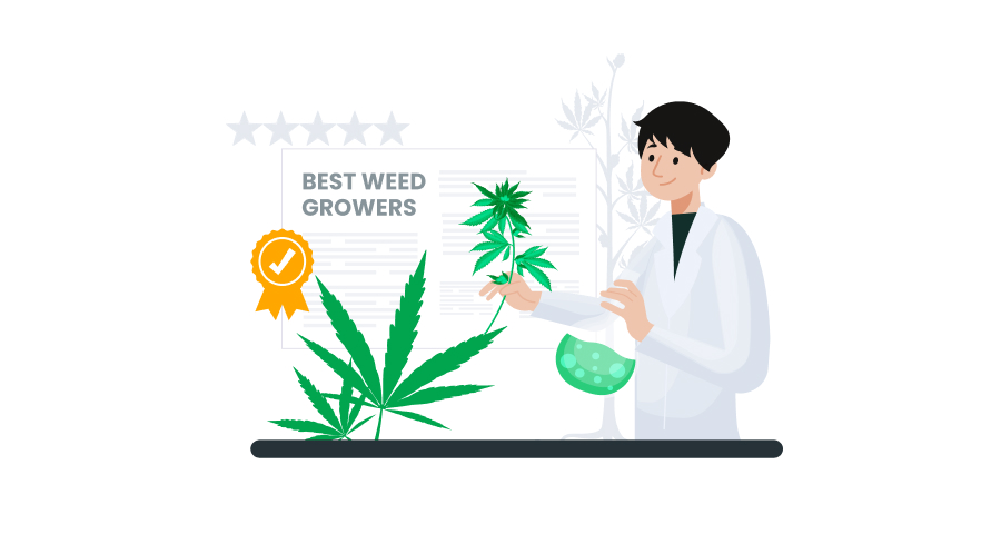 Top 10 Cannabis Growers in the USA
